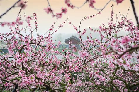 大桃花|大林寺桃花（唐代白居易诗作）